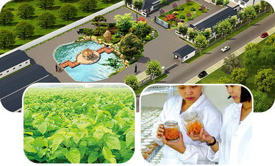 河南金家源蟲草生物科技有限公司